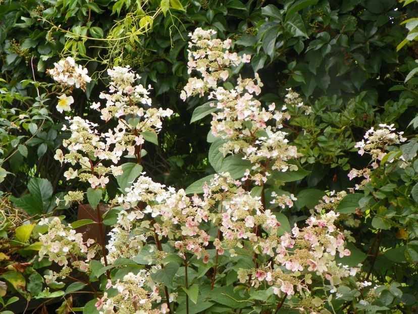 hydrangea pan. Wim's Red - Dobarland 2019 4