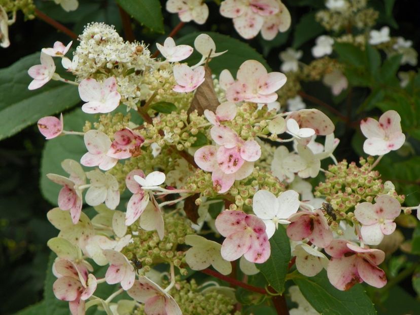 hydrangea pan. Wim's Red - Dobarland 2019 4