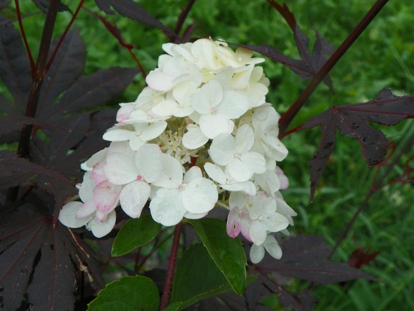 hydrangea pan. Fraise Melba - Dobarland 2019 4
