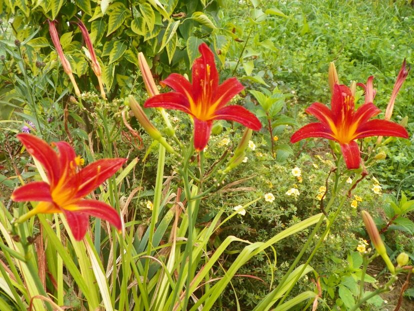 hemerocallis Crimson Pirate - Dobarland 2019 4