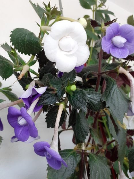  - 2016 achimenes