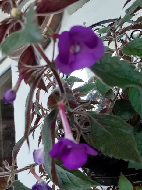  - Violaceea semiplena