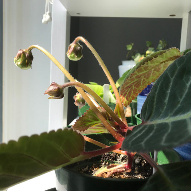  - Plante de interior 2019