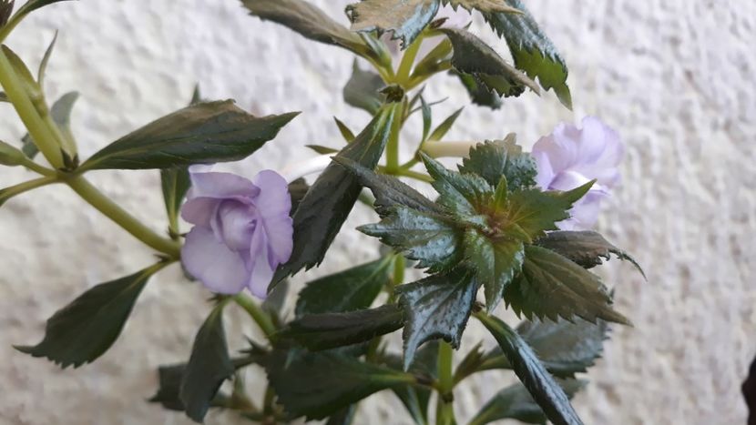  - R20 - Made in Heaven