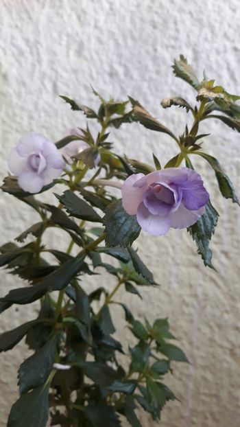  - R20 - Made in Heaven