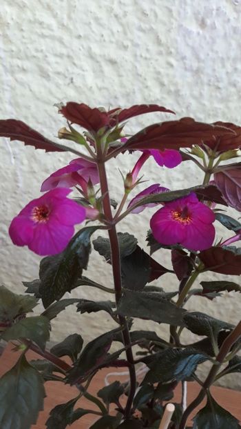  - P21 - Boca do Inferno