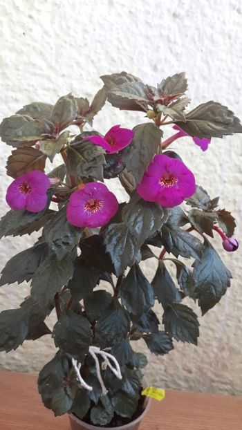  - P21 - Boca do Inferno