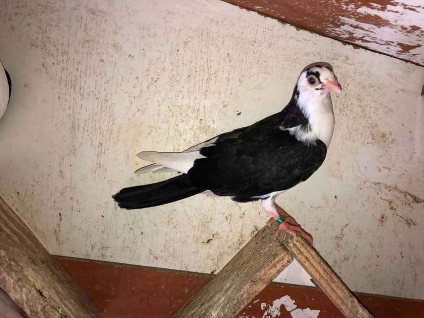 7022  femelă  2019 - Plecați ALBUM 2