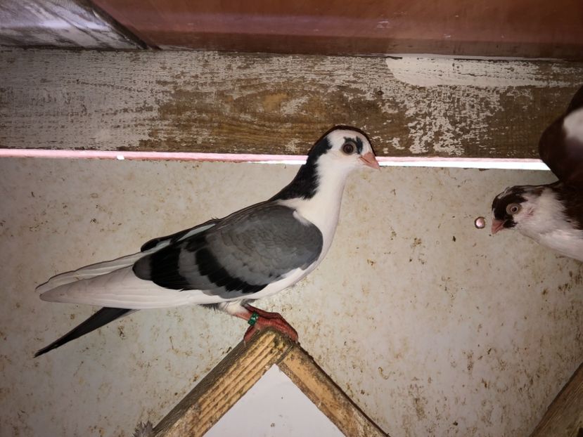 7017  mascul  2019 - Plecați ALBUM 2