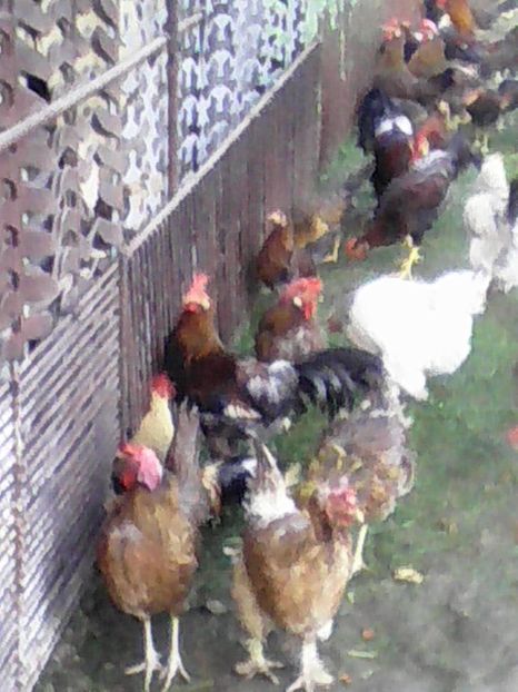  - GAINI ITALIENE 2019 DE VANZARE