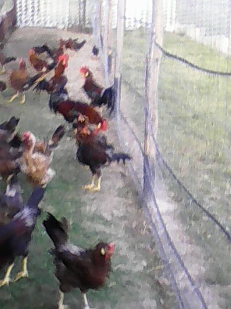  - GAINI ITALIENE 2019 DE VANZARE