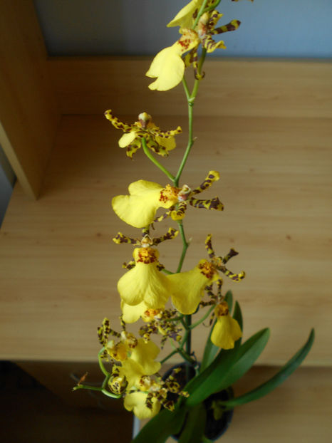  - orhidee 21 Kaufland Gherla aug 2019 - am pierdut-o
