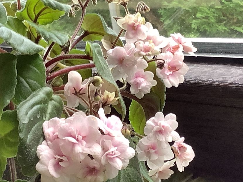  - Rob s Vanilla Trail