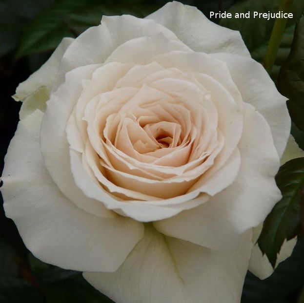 pride-and-prejudice-022 - PRIDE AND PREJUDICE