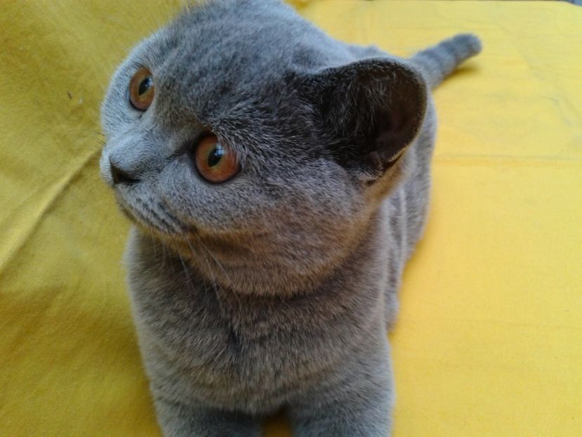 pisi 26 mai 114 - British Shorthair Blue