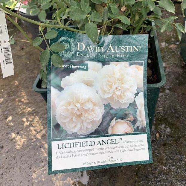 r99-miscellaneous-roses-3-rosa-lichfield-angel-dav - LICHFIELD ANGEL