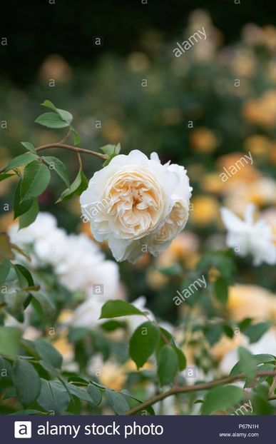 rosa-lichfield-angel-ausrelate-english-shrub-rose-lichfield-angel-P67N1H - LICHFIELD ANGEL