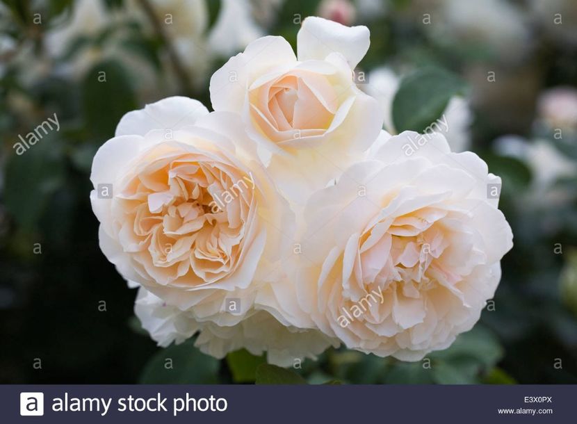 rosa-lichfield-angel-flowers-E3X0PX - LICHFIELD ANGEL