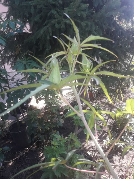  - Hibiscus coccineus