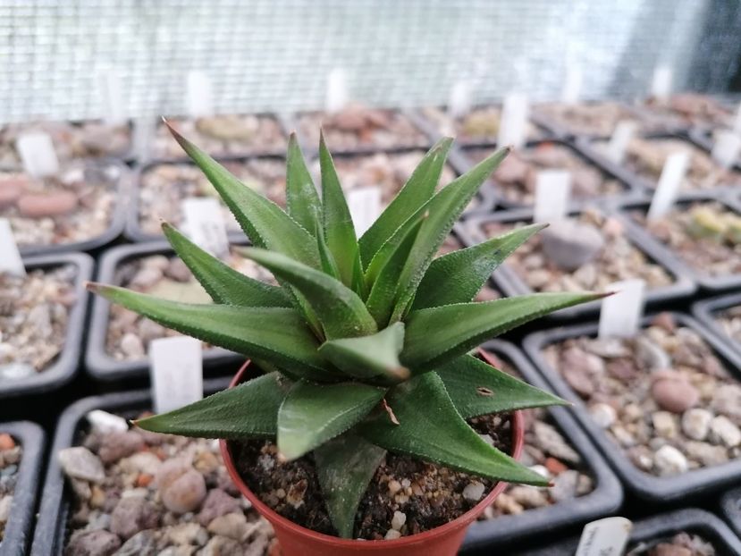 Haworthia glabrata? - Haworthia