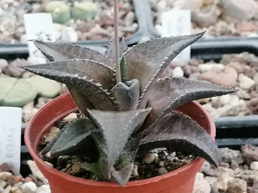 Haworthia tessellata - Haworthia