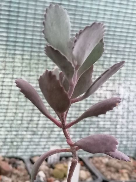 Kalanchoe pumila - Kalanchoe