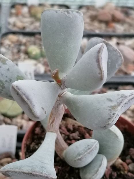 Adromischus triflorus - Adromischus