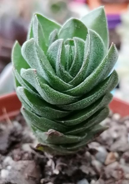  - Crassula