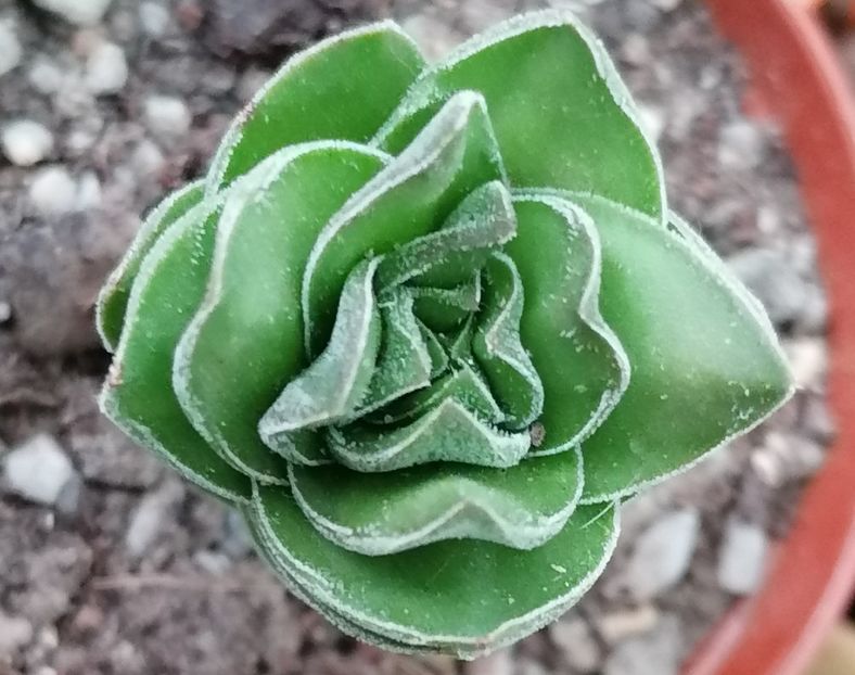  - Crassula