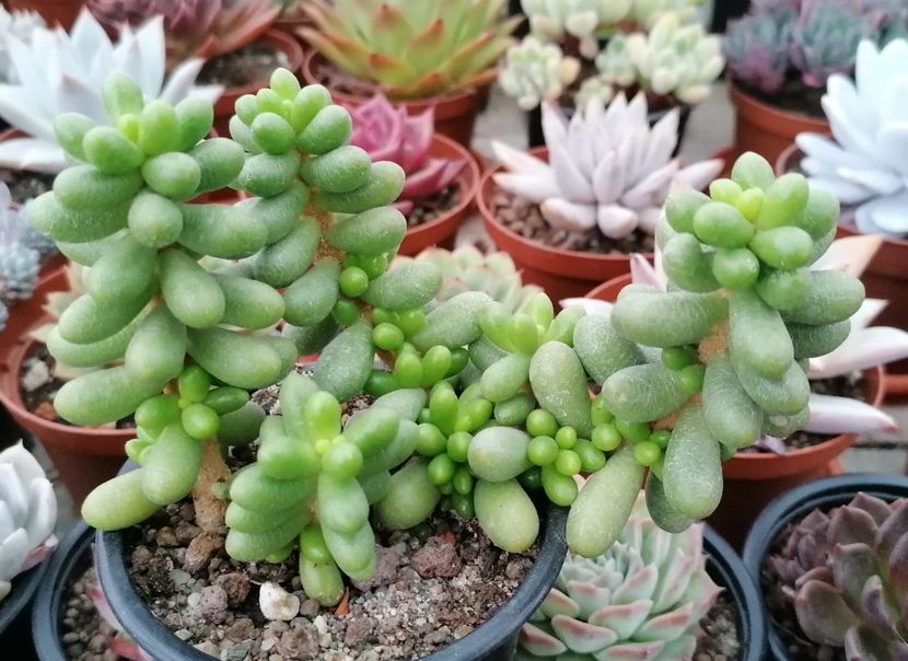 Sedum hernandezii - Sedum