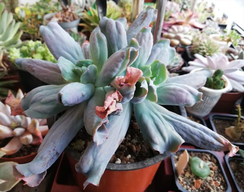 Echeveria "Culibra" - Echeveria