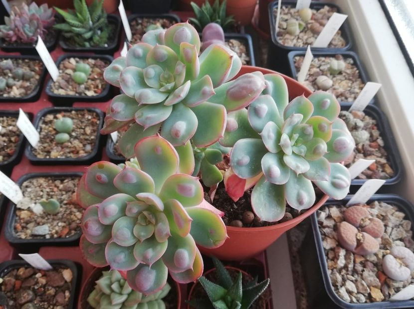 Echeveria raindrops - Echeveria