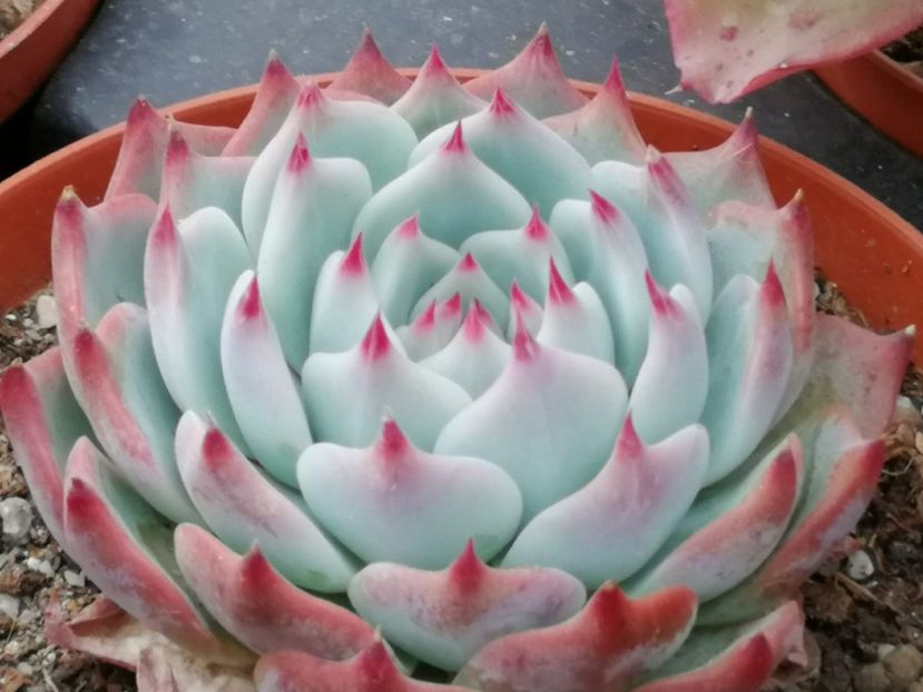 Echeveria chihuahuaensis - Echeveria