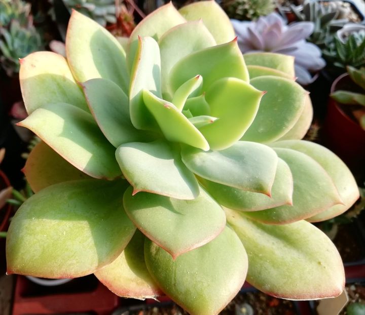 Echeveria pallida - Echeveria