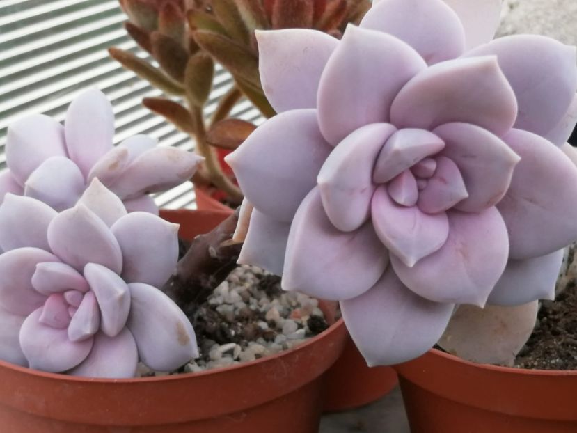 Graptopetalum pentandrum "superbum" - Graptopetalum