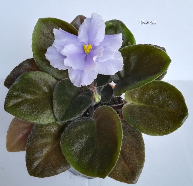 2019 - Ian-Metelitsa