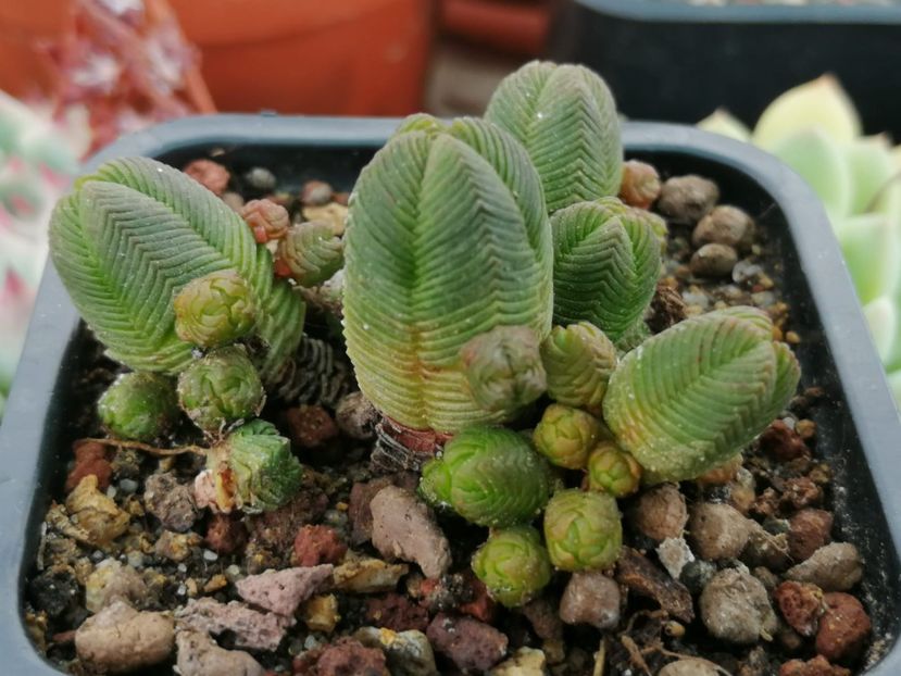 Crassula pyramidalis - Crassula