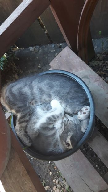  - Iubiri mici!