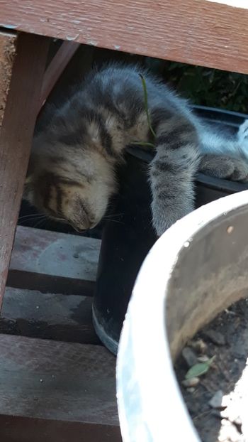  - Iubiri mici!