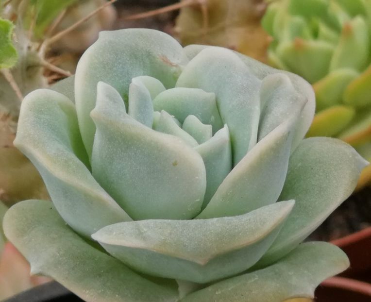 Graptoveria "Lovely Rose" - Graptoveria