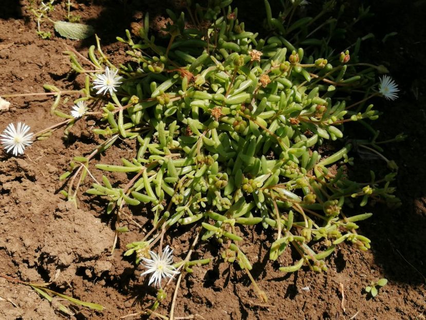 Delosperma? - Delosperma