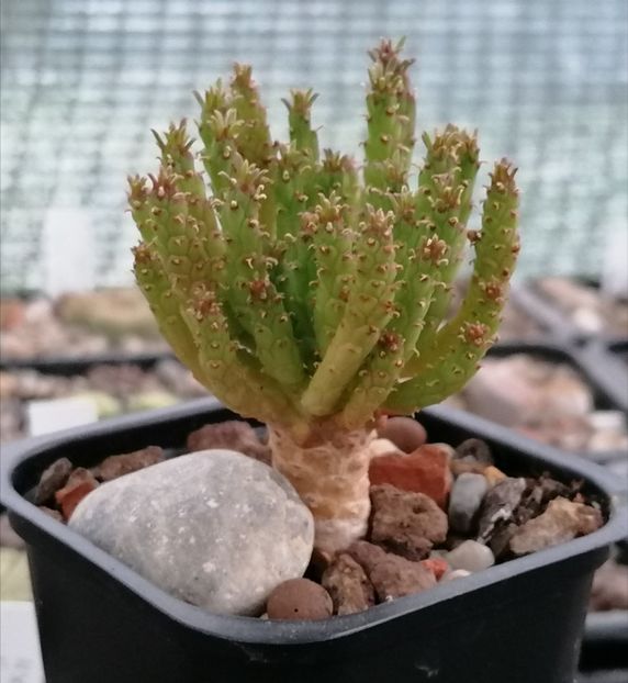 Euphorbia flanaganii - Euphorbia