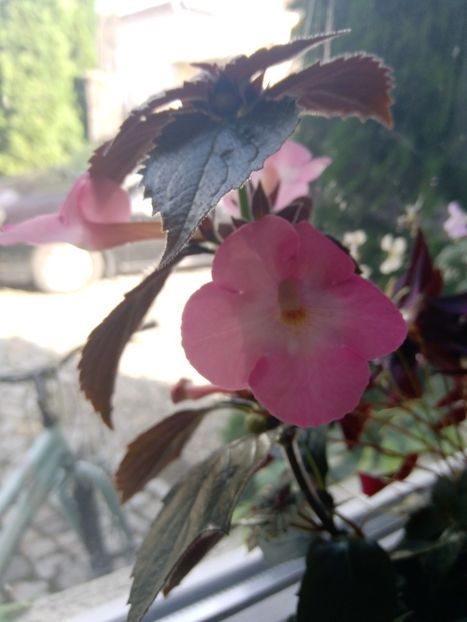 2 August - Achimenes 2019