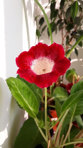  - gloxinii_2019