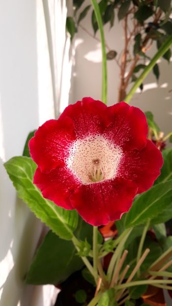  - gloxinii_2019