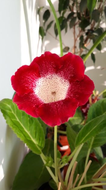  - gloxinii_2019