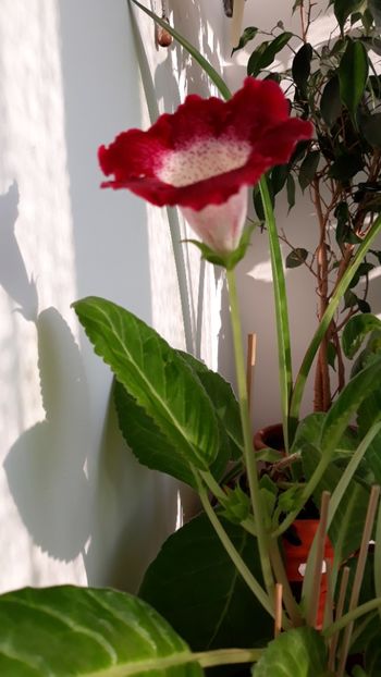  - gloxinii_2019