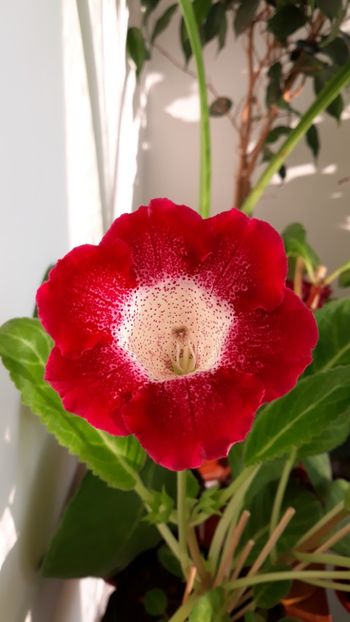  - gloxinii_2019