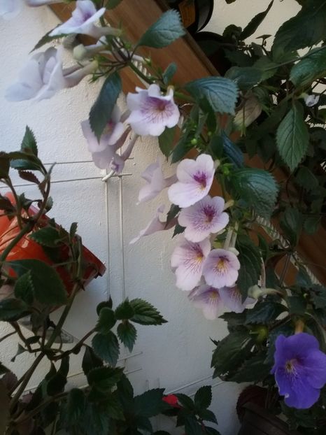  - Ambroise Verschaffelt