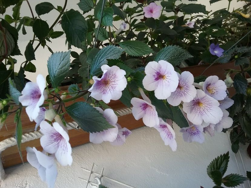  - Ambroise Verschaffelt